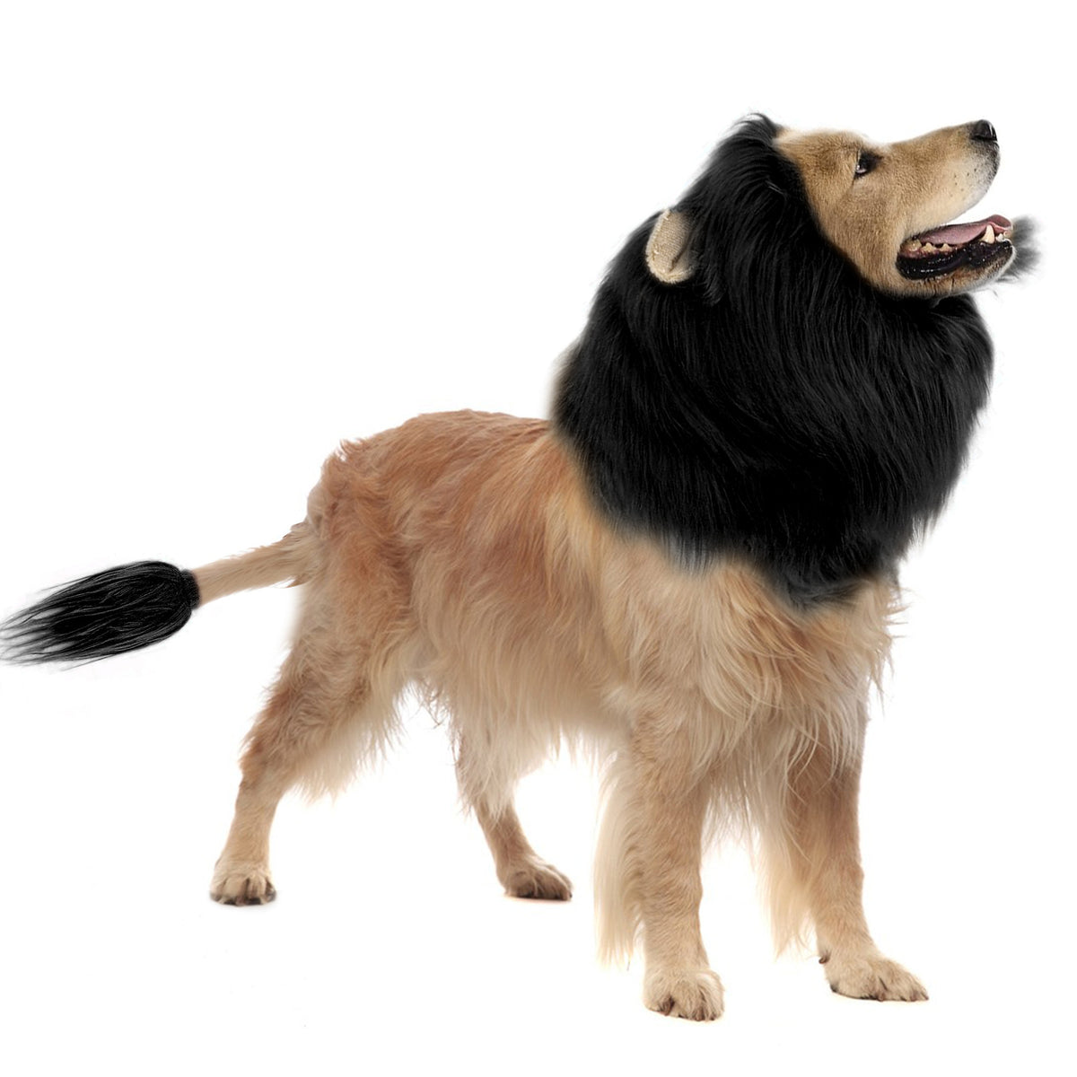 Fun Lion Head Mask with Ears for Pets - Animal Transformation Costume